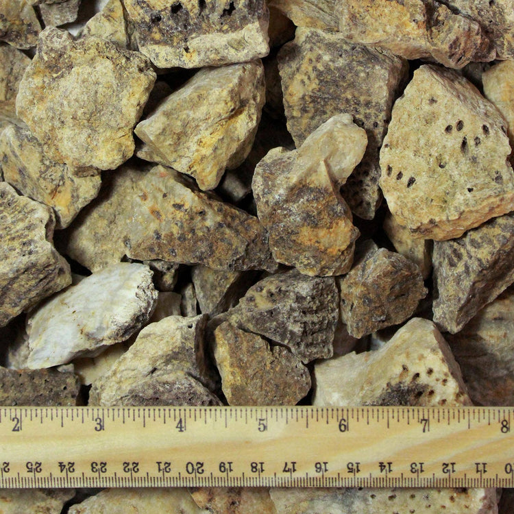 Coral Fossil | Ancestral Wisdom, Evolution