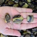 Hand holding three tumbled septarian crystals with yellow and brown patterns, crystal shop