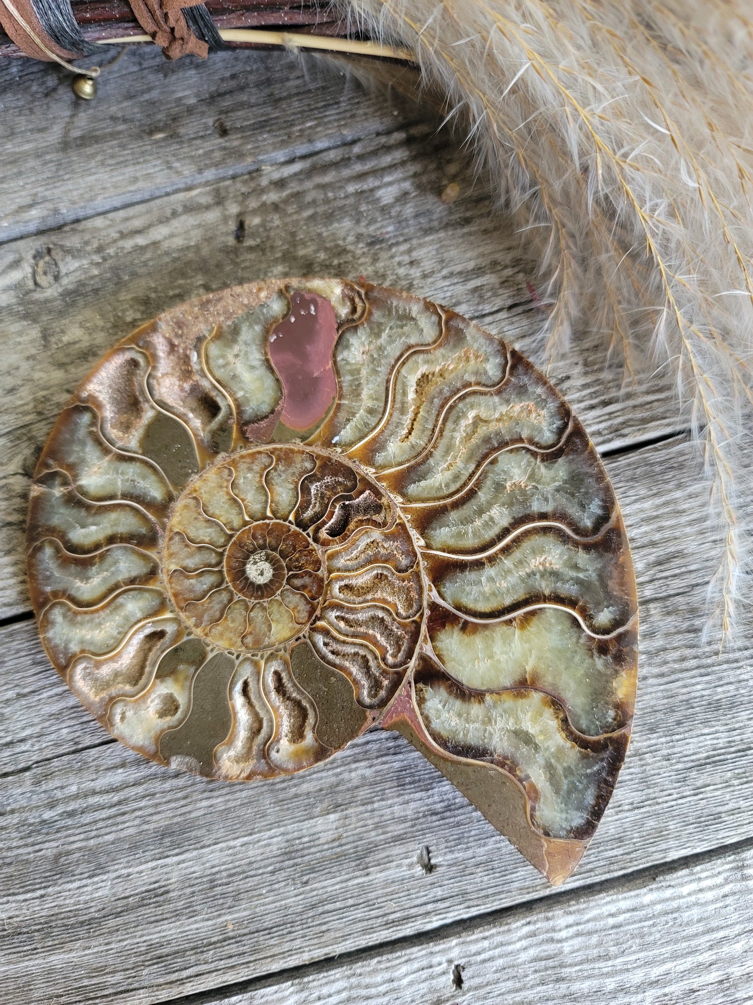 Ammonite