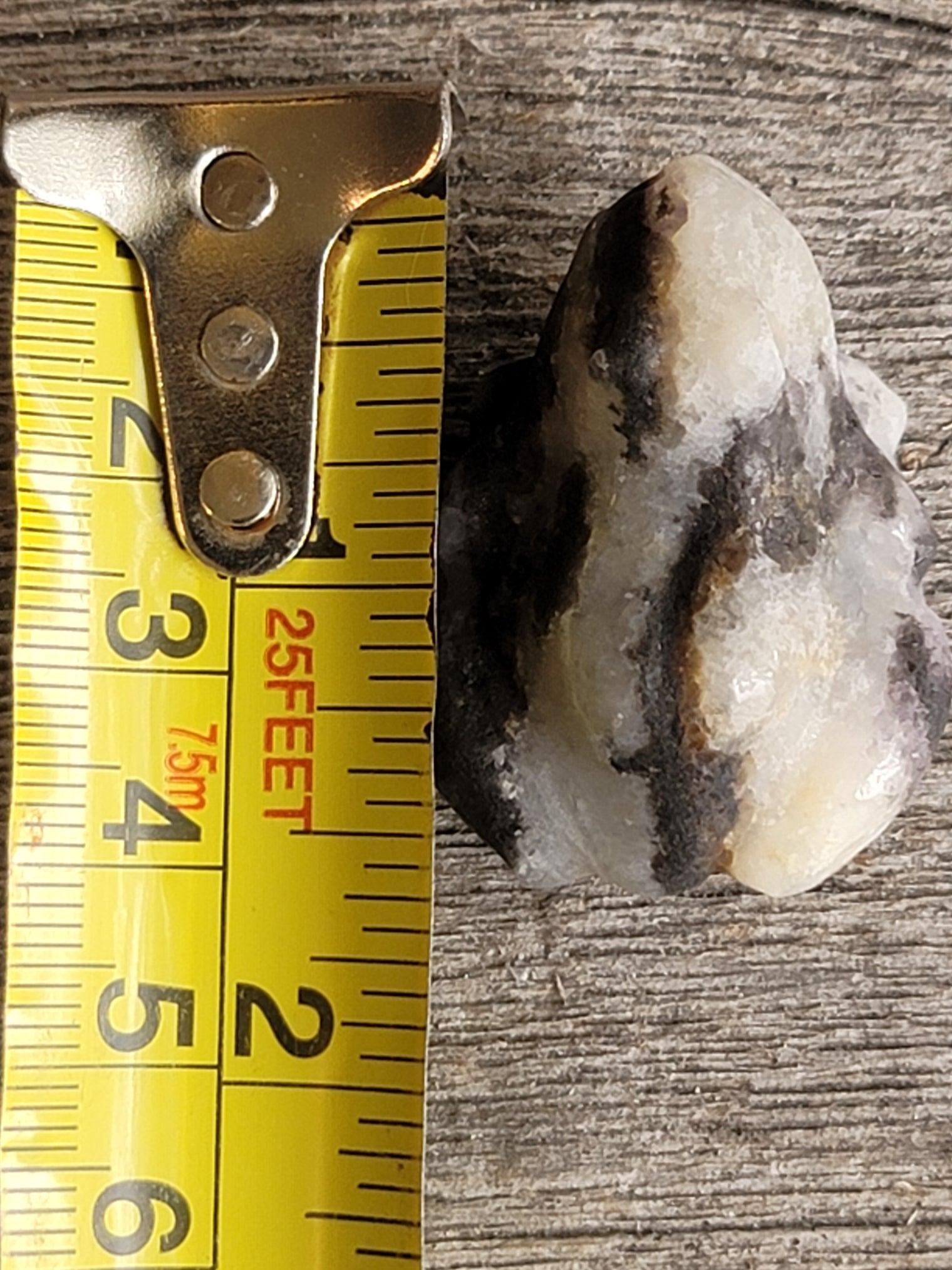Banded Agate Frog
