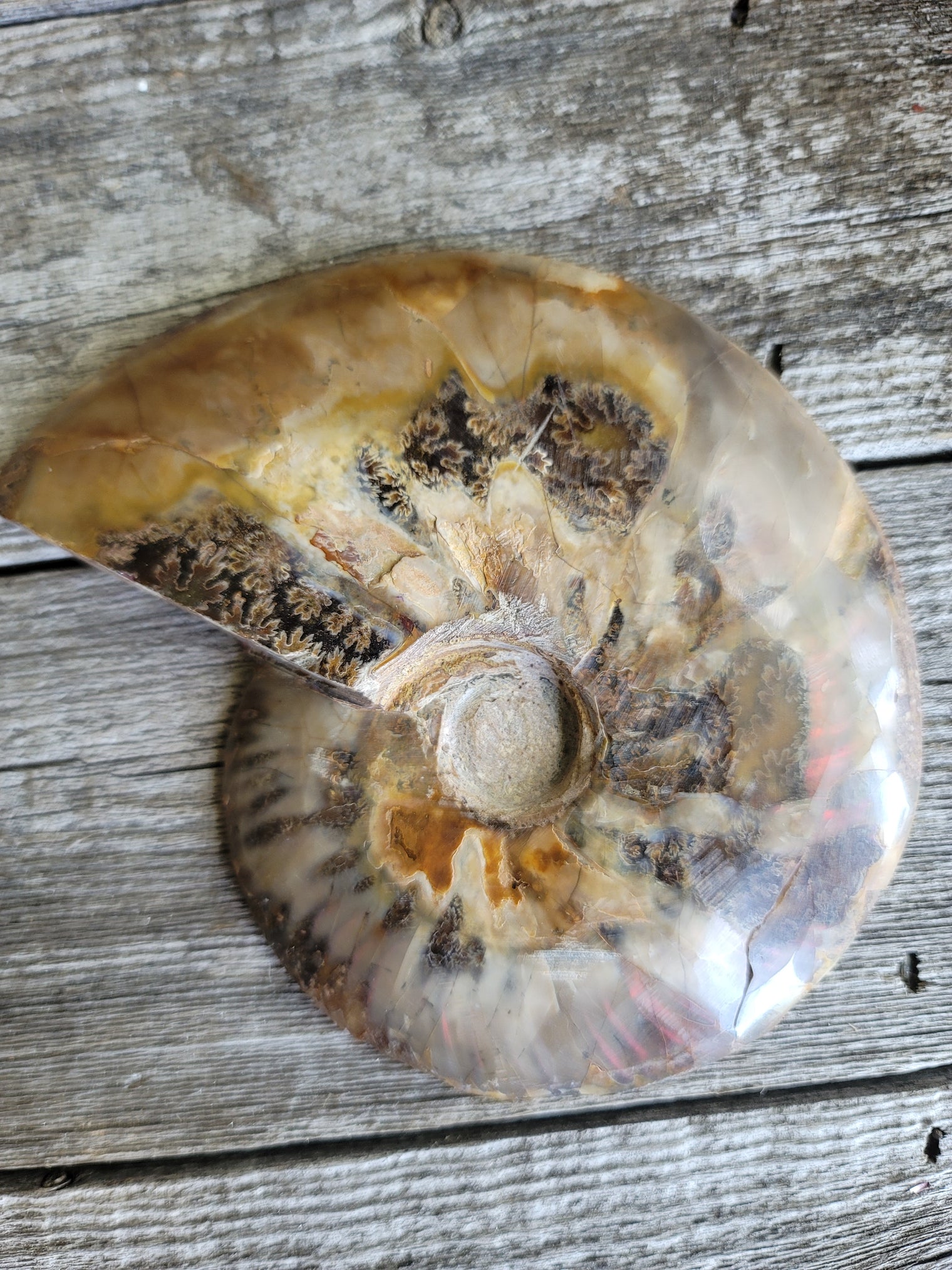Ammonite