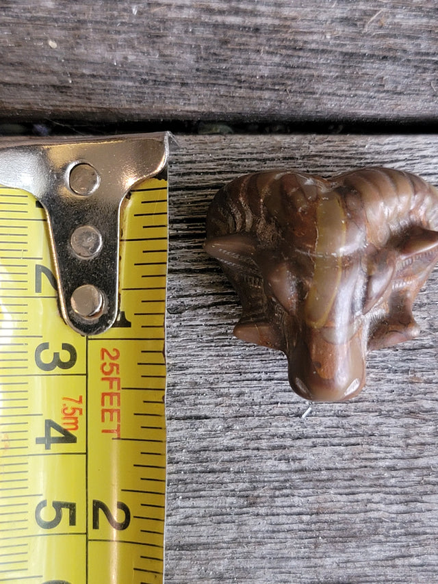 Picture Jasper Ram
