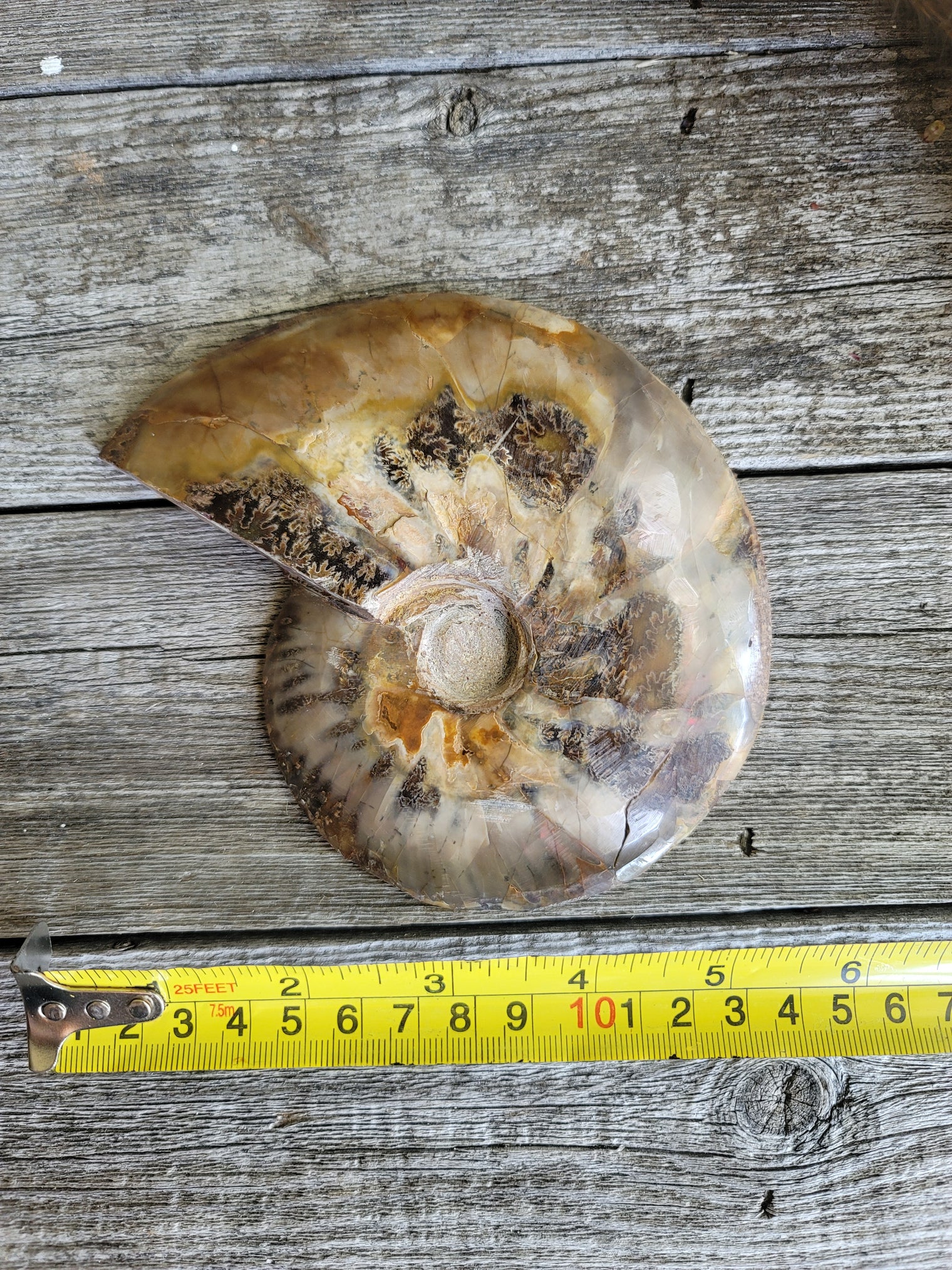 Ammonite